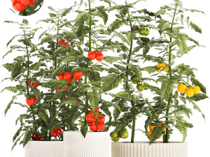 Kitchen garden white pot vegetables tomatoes cherry bush Modèle 3D