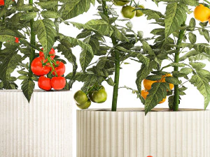 Kitchen garden white pot vegetables tomatoes cherry bush 3D Model