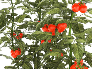 Kitchen garden white pot vegetables tomatoes cherry bush 3D Model