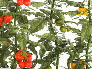 Kitchen garden white pot vegetables tomatoes cherry bush 3D Model