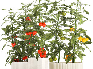 Kitchen garden white pot vegetables tomatoes cherry bush Modelo 3D