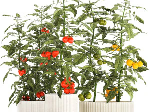 Kitchen garden white pot vegetables tomatoes cherry bush 3D Model