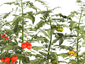 Kitchen garden white pot vegetables tomatoes cherry bush 3D Model
