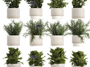 Kitchen Garden Pot Vegetables Basil Herbs Rosemary 1431 3D Model