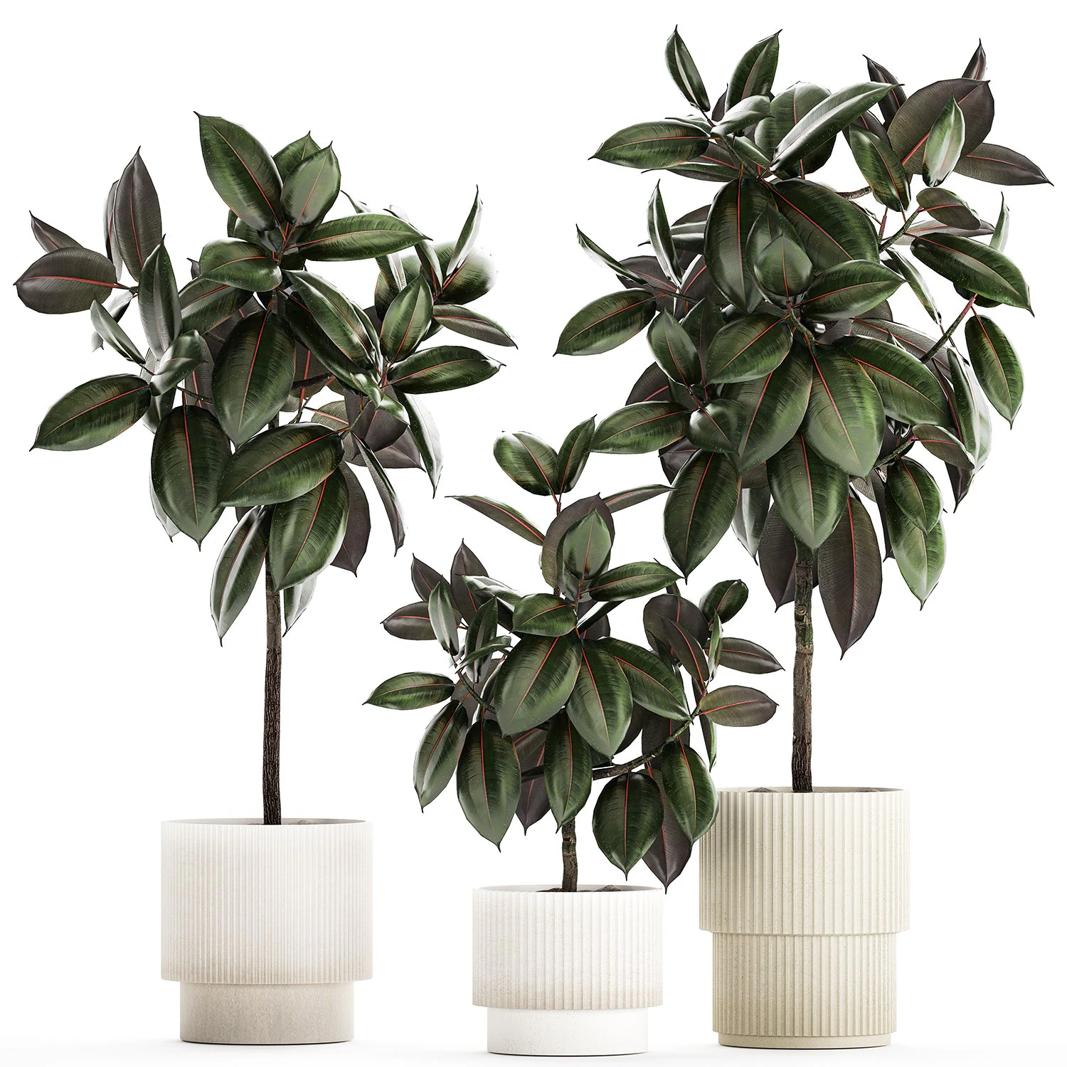 Small ornamental trees in pots with Ficus elastica 1432 3D Model .c4d .max .obj .3ds .fbx .stl .blend 