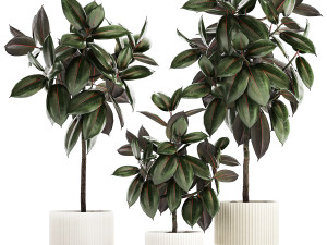 Small ornamental trees in pots with Ficus elastica 1432 3D Model
