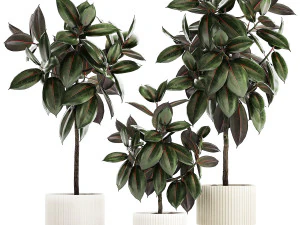 Piccoli alberi ornamentali in vaso con Ficus elastica 1432 Modello 3D