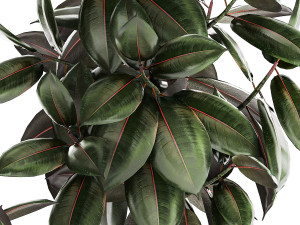Small ornamental trees in pots with Ficus elastica 1432 Modello 3D