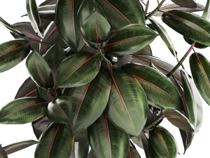 Small ornamental trees in pots with Ficus elastica 1432 3D Model