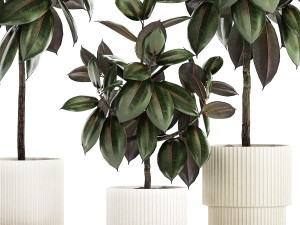 Small ornamental trees in pots with Ficus elastica 1432 Modello 3D
