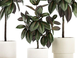 Small ornamental trees in pots with Ficus elastica 1432 3D Model