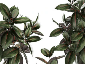 Small ornamental trees in pots with Ficus elastica 1432 3D Model