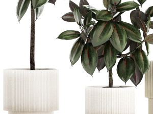 Small ornamental trees in pots with Ficus elastica 1432 Modello 3D