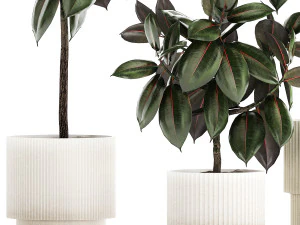 Small ornamental trees in pots with Ficus elastica 1432 3D Model
