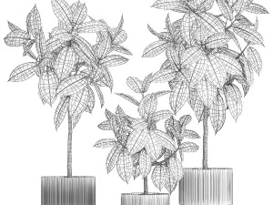 Small ornamental trees in pots with Ficus elastica 1432 3D Model