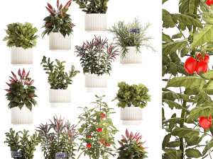 Vegetables Basil Rosemary Cherry Tomatoes Pepper 1433 Modelo 3D