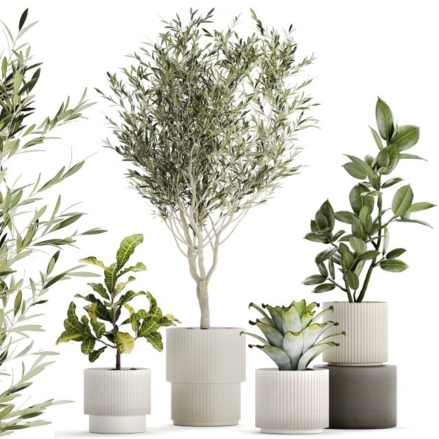Set of beautiful small potted plants Olive Croton Ficus tree 1434 Modèle 3D .c4d .max .obj .3ds .fbx .stl .blend 