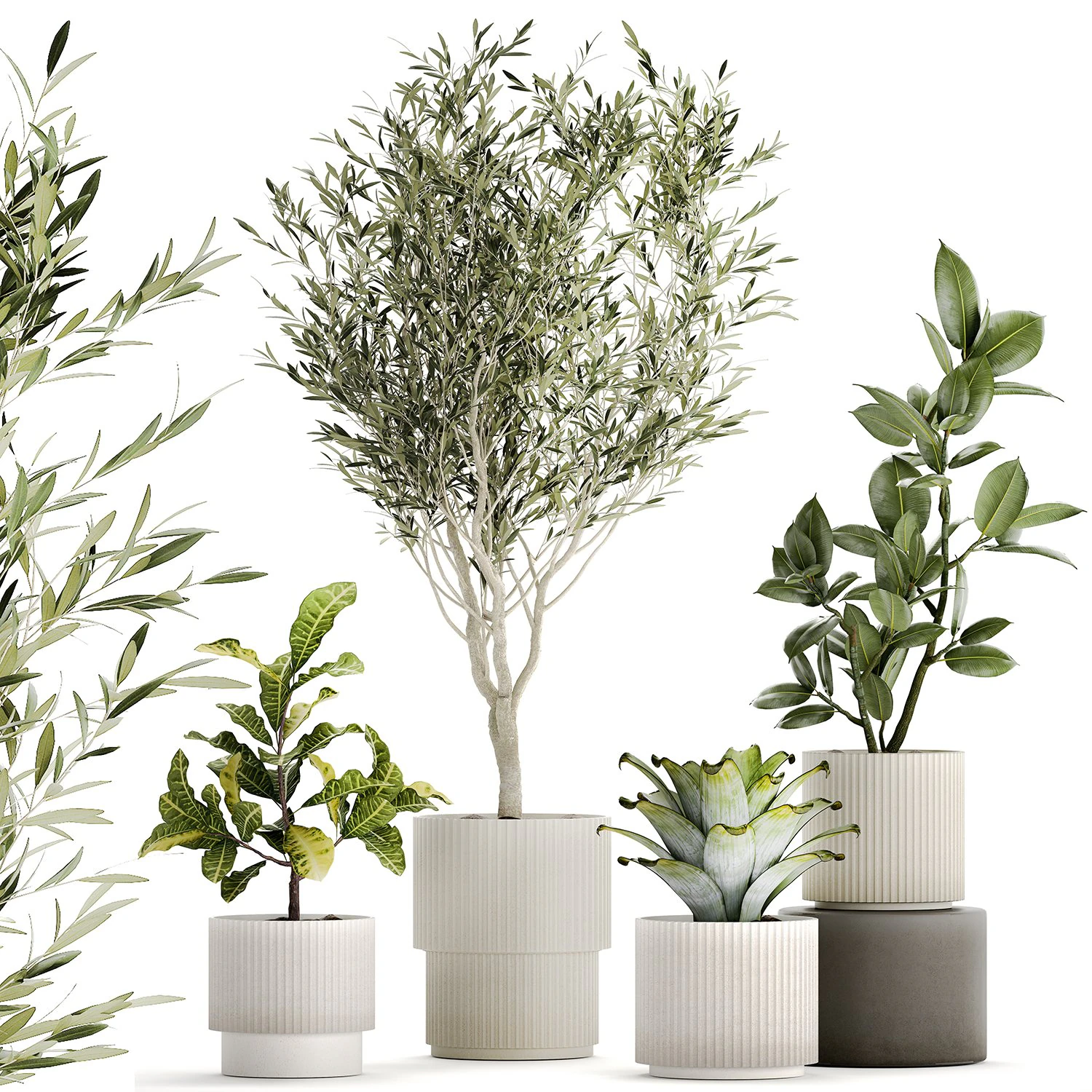 Set of beautiful small potted plants Olive Croton Ficus tree 1434 3D Model .c4d .max .obj .3ds .fbx .stl .blend 