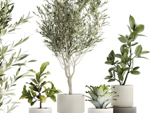 Zestaw pięknych małych roślin doniczkowych Drzewo oliwne Croton Ficus 1434 Model 3D