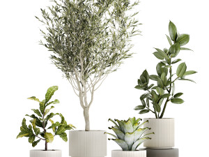 Set of beautiful small potted plants Olive Croton Ficus tree 1434 Modèle 3D