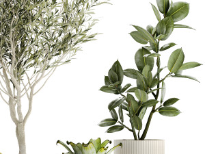 Set of beautiful small potted plants Olive Croton Ficus tree 1434 Modèle 3D