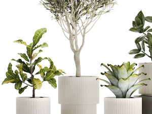 Set of beautiful small potted plants Olive Croton Ficus tree 1434 Modèle 3D