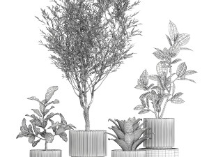 Set of beautiful small potted plants Olive Croton Ficus tree 1434 Modèle 3D