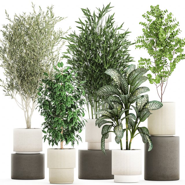 Pots tree Olive Dieffenbachia bamboo Ficus benjamina 1435 3D-Modell .c4d .max .obj .3ds .fbx .stl .blend 