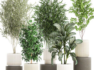 Pots tree Olive Dieffenbachia bamboo Ficus benjamina 1435 3D Model