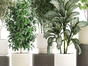 Pots tree Olive Dieffenbachia bamboo Ficus benjamina 1435 3D-Modell