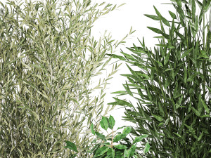 Pots tree Olive Dieffenbachia bamboo Ficus benjamina 1435 3D-Modell