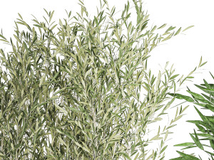 Pots tree Olive Dieffenbachia bamboo Ficus benjamina 1435 3D-Modell