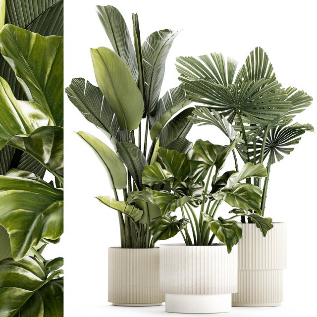 Small plants white modern pots Strelitzia Licuala fan palm 1436 3D 模型 .c4d .max .obj .3ds .fbx .stl .blend 