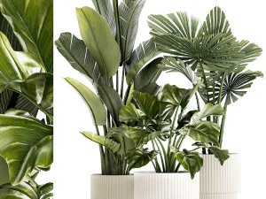 Small plants white modern pots Strelitzia Licuala fan palm 1436 3D Model