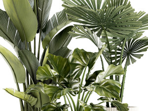 Small plants white modern pots Strelitzia Licuala fan palm 1436 3D 模型