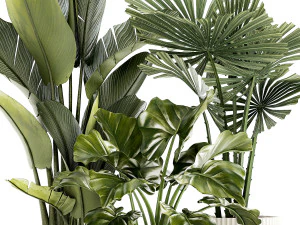 Piantine in vaso moderno bianco Strelitzia Licuala palma a ventaglio 1436 Modello 3D