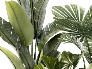 Small plants white modern pots Strelitzia Licuala fan palm 1436 3D 模型