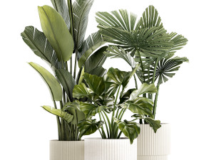 Small plants white modern pots Strelitzia Licuala fan palm 1436 3D 模型