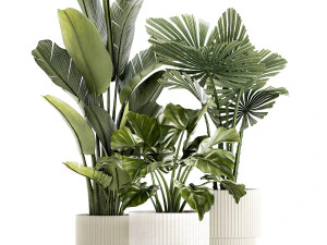 Piantine in vaso moderno bianco Strelitzia Licuala palma a ventaglio 1436 Modello 3D