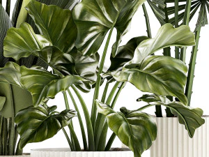 Piantine in vaso moderno bianco Strelitzia Licuala palma a ventaglio 1436 Modello 3D