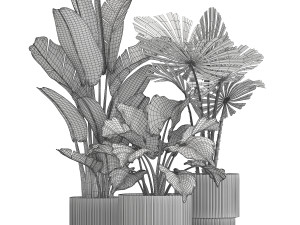 Small plants white modern pots Strelitzia Licuala fan palm 1436 3D 模型