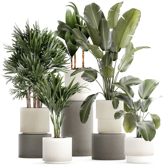 Small plants in white pots Strelitzia Calathea lutea palm 1437 Model 3D .c4d .max .obj .3ds .fbx .stl .blend 