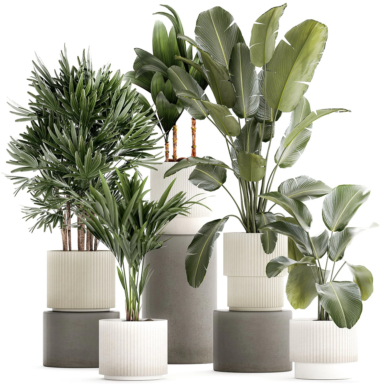 Small plants in white pots Strelitzia Calathea lutea palm 1437 3D Model .c4d .max .obj .3ds .fbx .stl .blend 