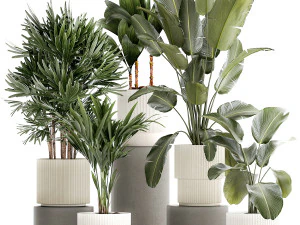 Small plants in white pots Strelitzia Calathea lutea palm 1437 3D Model