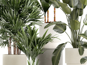 Small plants in white pots Strelitzia Calathea lutea palm 1437 Model 3D