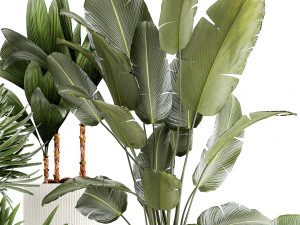 Small plants in white pots Strelitzia Calathea lutea palm 1437 3D Model