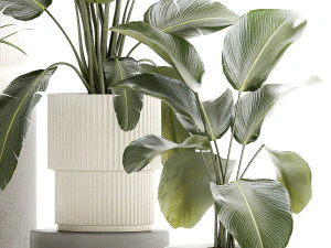 Small plants in white pots Strelitzia Calathea lutea palm 1437 3D Model