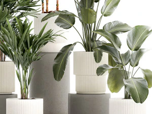 Small plants in white pots Strelitzia Calathea lutea palm 1437 3D Model