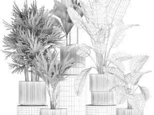 Small plants in white pots Strelitzia Calathea lutea palm 1437 3D Model
