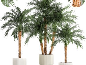 ravenala palm in a rust pot for the interior 963 3D Model in Small Plants  3DExport